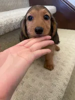 Stacie, a female Miniature Dachshund for sale in Chino Hills, CA – Photo 2 of 2