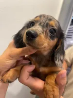 Duffy , a male Miniature Dachshund for sale in Foothill Ranch, CA – 1 of 3