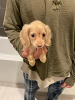 Anna, a female Miniature Dachshund for sale in Chino Hills, CA – Photo 2 of 2