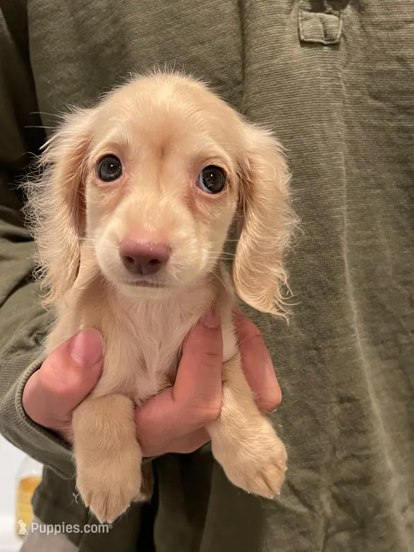 Anna – Miniature Dachshund puppy for sale in Chino Hills, CA