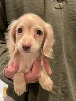 Anna, a female Miniature Dachshund for sale in Chino Hills, CA – Photo 1 of 2