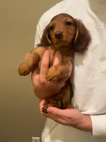Astro, a male Miniature Dachshund for sale in Chino Hills, CA – Photo 2 of 2