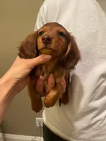 Astro, a male Miniature Dachshund for sale in Chino Hills, CA – Photo 1 of 2