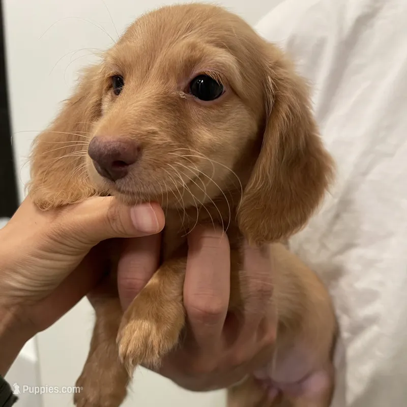 Bonnie Golden – Miniature Dachshund puppy for sale in Chino Hills, CA