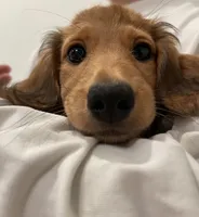 Tammi shaded, a female Miniature Dachshund for sale in Chino Hills, CA – 1 of 3