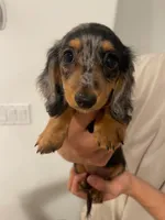 Bella, a female Miniature Dachshund for sale in Foothill Ranch, CA – 2 of 3
