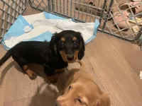Kira, a female Miniature Dachshund for sale in Chino Hills, CA – 2 of 2