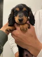 Cookie, a male Miniature Dachshund for sale in Chino Hills, CA – 2 of 2
