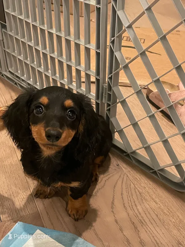 Kira – Miniature Dachshund puppy for sale in Chino Hills, CA