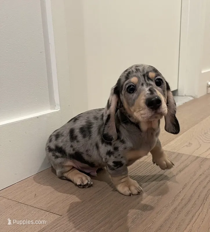 Bruno – Miniature Dachshund puppy for sale in Chino Hills, CA