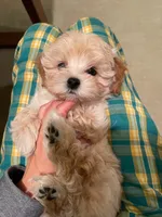 Louis, a male Maltipoo for sale in Chino Hills, CA – 2 of 3
