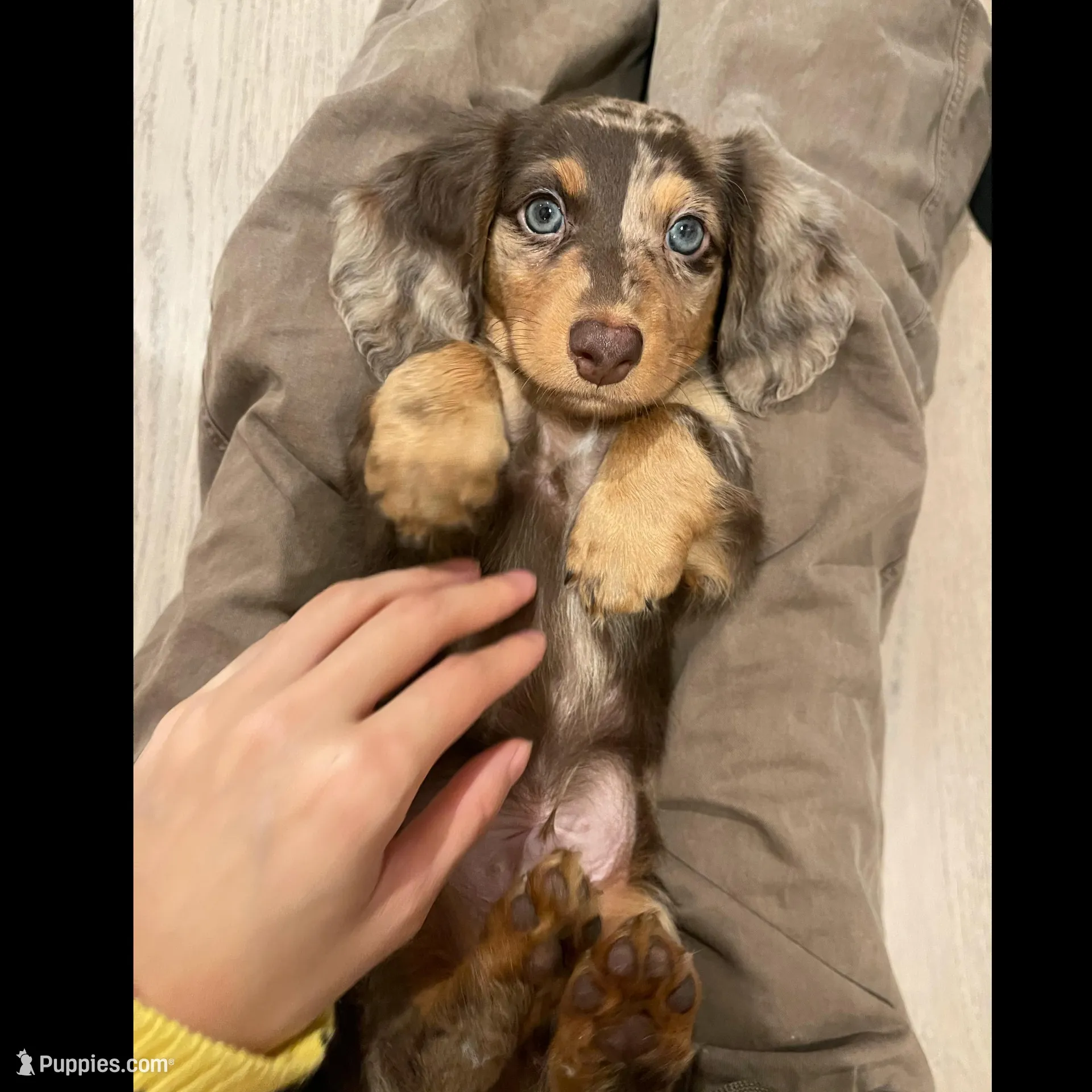 bryce, a male Miniature Dachshund for sale in Chino Hills, CA – Photo 1 of 3
