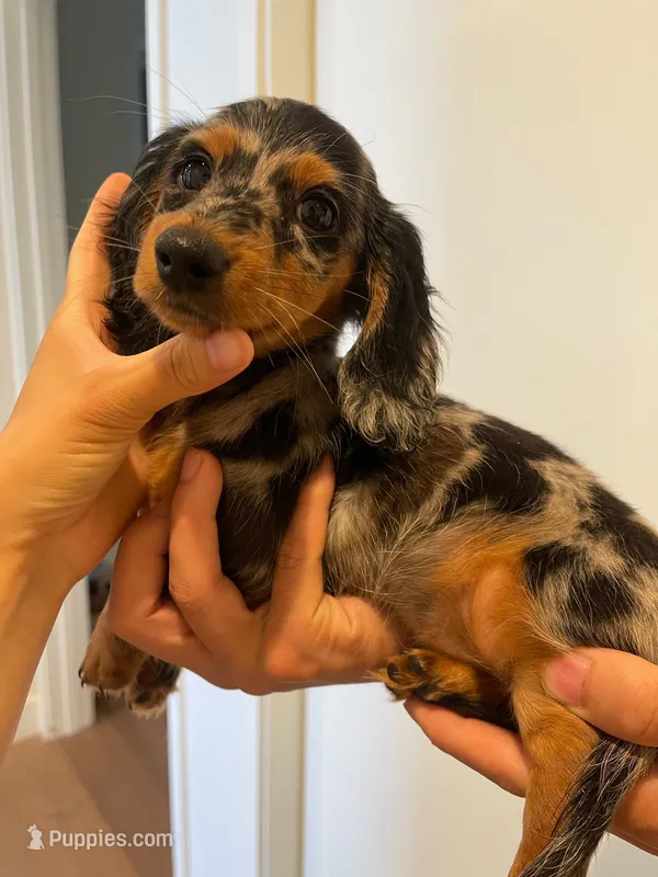 Puff – Miniature Dachshund puppy for sale in Chino Hills, CA