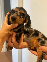 Puff, a female Miniature Dachshund for sale in Chino Hills, CA – 1 of 3