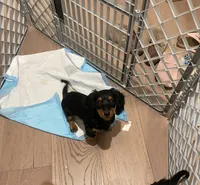 Kira, a female Miniature Dachshund for sale in Chino Hills, CA – 1 of 2