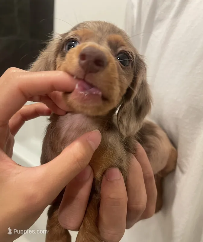 Choco – Miniature Dachshund puppy for sale in Chino Hills, CA
