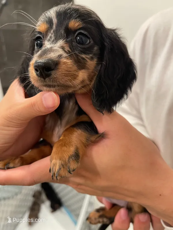 Miumiu , a female Miniature Dachshund for sale in Chino Hills, CA – 1 of 3