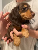 Loki, a male Miniature Dachshund for sale in Foothill Ranch, CA – 4 of 4