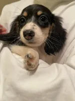 Puff, a female Miniature Dachshund for sale in Chino Hills, CA – 2 of 2