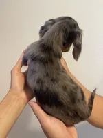 Mila, a female Miniature Dachshund for sale in Foothill Ranch, CA – 3 of 3
