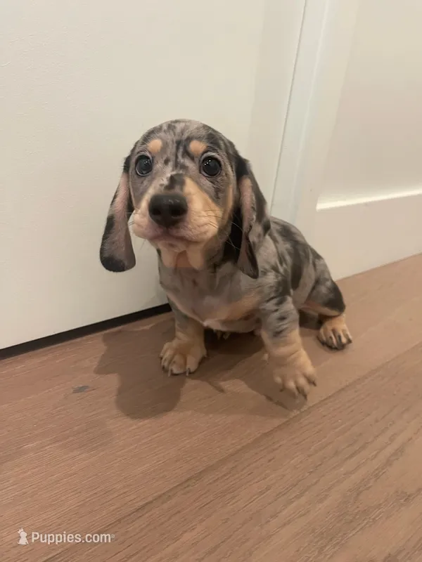 Bruno  – Miniature Dachshund puppy for sale in Chino Hills, CA