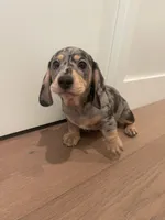 Bruno , a male Miniature Dachshund for sale in Chino Hills, CA – 1 of 3