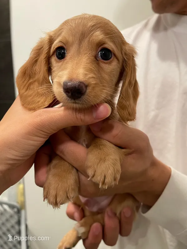Momo – Miniature Dachshund puppy for sale in Chino Hills, CA