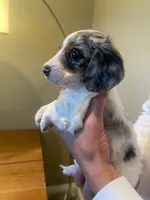 Charlie , a male Miniature Dachshund for sale in Chino Hills, CA – 4 of 5