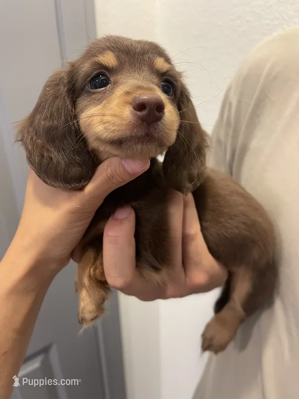 choco – Miniature Dachshund puppy for sale in Foothill Ranch, CA