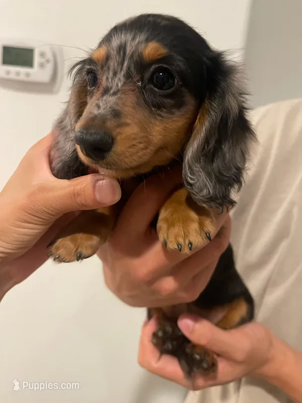 Bella – Miniature Dachshund puppy for sale in Foothill Ranch, CA