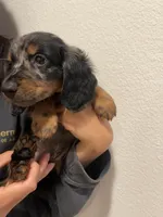 Chestnut, a male Miniature Dachshund for sale in Foothill Ranch, CA – 1 of 3