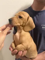Chunky, a male Miniature Dachshund for sale in Foothill Ranch, CA – 3 of 3