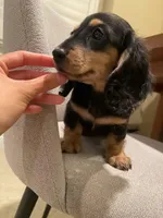 Tammie, a female Miniature Dachshund for sale in Chino Hills, CA – Photo 2 of 2