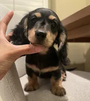 Tammie, a female Miniature Dachshund for sale in Chino Hills, CA – Photo 1 of 2