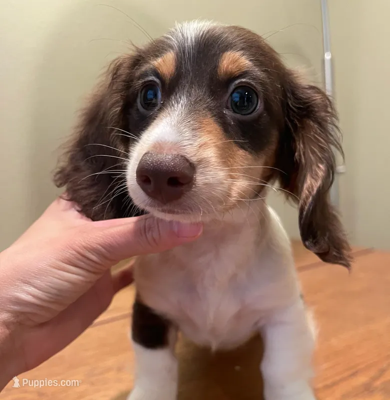 Loki – Miniature Dachshund puppy for sale in Chino Hills, CA