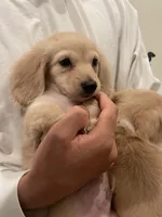 Charlie, a male Miniature Dachshund for sale in Chino Hills, CA – 3 of 4