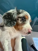 Charlie , a male Miniature Dachshund for sale in Chino Hills, CA – 2 of 5