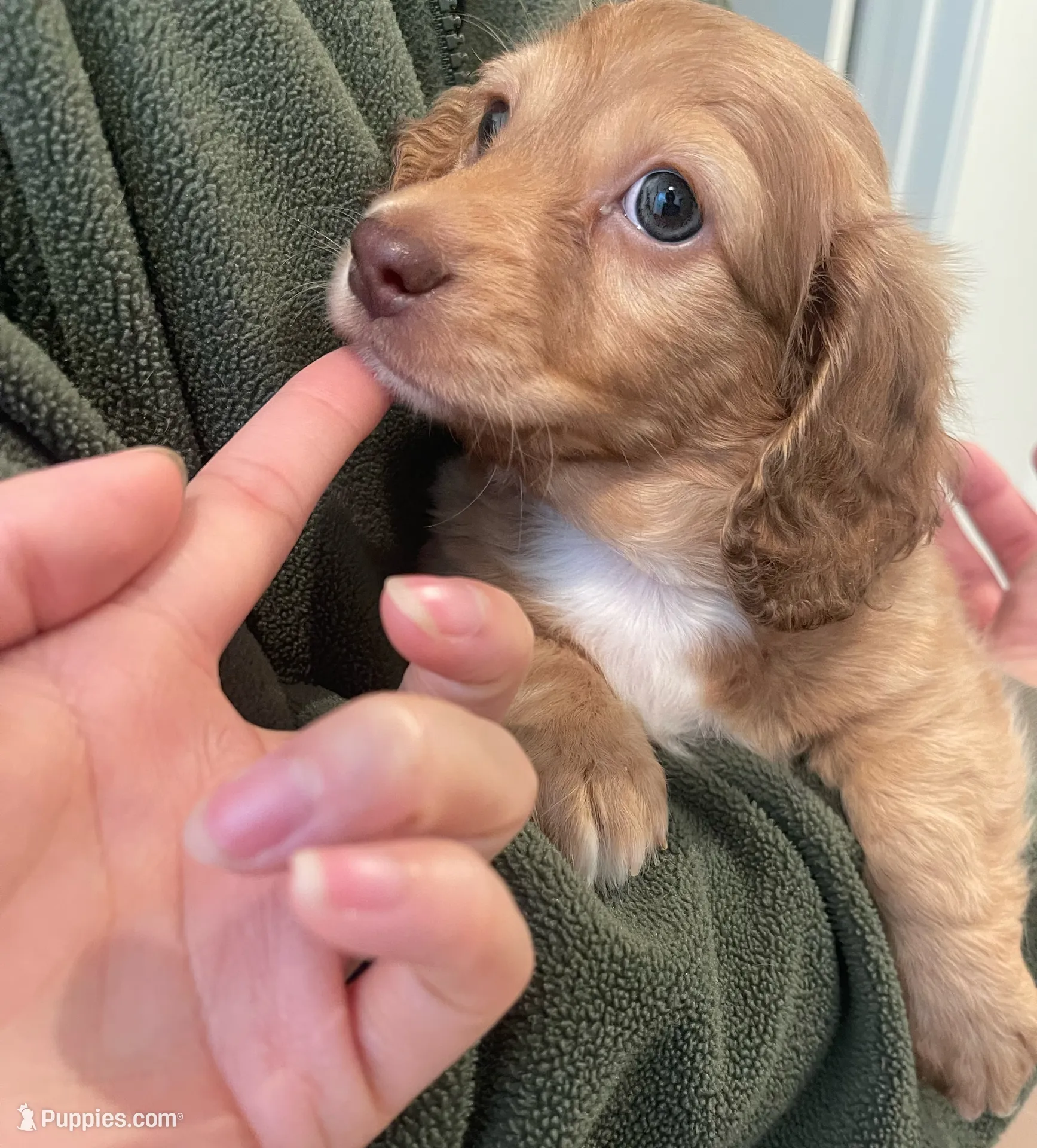 Daisy, a female Miniature Dachshund for sale in Chino Hills, CA – Photo 2 of 2