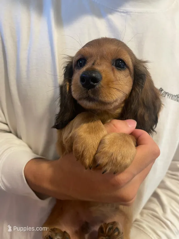 Cookie – Miniature Dachshund puppy for sale in Foothill Ranch, CA
