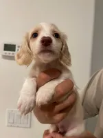 Bailey, a male Miniature Dachshund for sale in Foothill Ranch, CA – 4 of 4