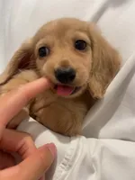Daisy, a female Miniature Dachshund for sale in Chino Hills, CA – 3 of 3