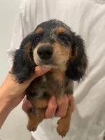 kiki, a female Miniature Dachshund for sale in Chino Hills, CA – 3 of 3