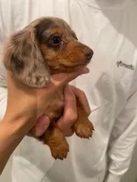 Choco, a female Miniature Dachshund for sale in Chino Hills, CA – 3 of 3