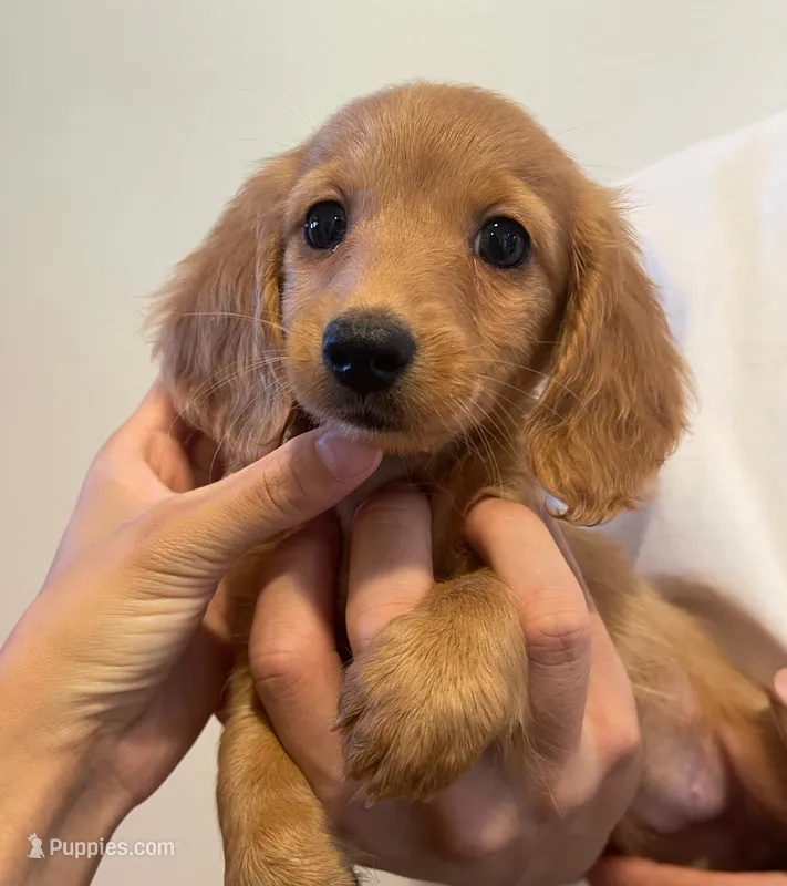 Sparkle – Miniature Dachshund puppy for sale in Foothill Ranch, CA