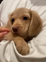 Kiwi Cream, a male Miniature Dachshund for sale in Chino Hills, CA – 3 of 3