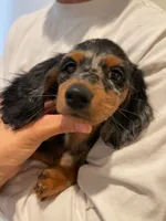 Puff, a female Miniature Dachshund for sale in Chino Hills, CA – 2 of 3