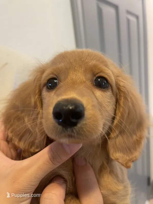 Sparkle – Miniature Dachshund puppy for sale in Foothill Ranch, CA