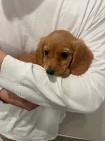 Blondie , a female Miniature Dachshund for sale in Chino Hills, CA – 3 of 4