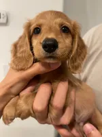 Alfie, a male Miniature Dachshund for sale in Foothill Ranch, CA – 3 of 3