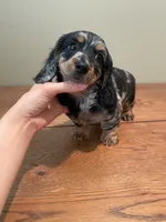 Charlie, a male Miniature Dachshund for sale in Chino Hills, CA – Photo 2 of 3